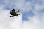 white-tailed sea eagle