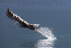 white-tailed sea eagle