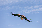 white-tailed sea eagle