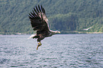 white-tailed sea eagle