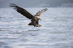 white-tailed sea eagle