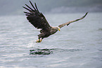 white-tailed sea eagle