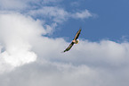 white-tailed sea eagle