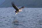 white-tailed sea eagle