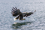 white-tailed sea eagle