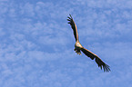 white-tailed sea eagle