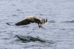 white-tailed sea eagle