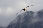 white-tailed sea eagle