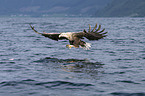 white-tailed sea eagle