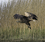 white-tailed sea eagle