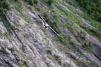 white-tailed sea eagle