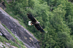 white-tailed sea eagle