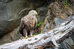 white-tailed sea eagle