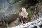 white-tailed sea eagle