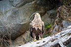 white-tailed sea eagle