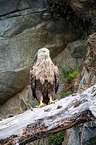 white-tailed sea eagle