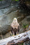 white-tailed sea eagle