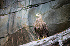 white-tailed sea eagle