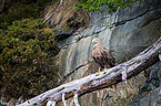 white-tailed sea eagle