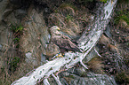 white-tailed sea eagle