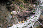 white-tailed sea eagle