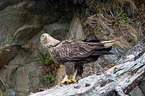 white-tailed sea eagle