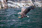 white-tailed sea eagle