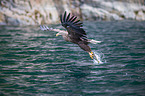 white-tailed sea eagle