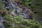 white-tailed sea eagle