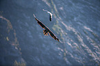 white-tailed sea eagle