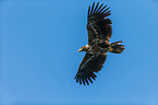 white-tailed sea eagle