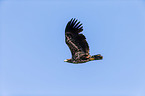 white-tailed sea eagle