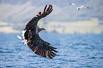 white-tailed sea eagle