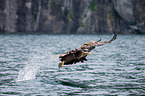 white-tailed sea eagle