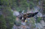 white-tailed sea eagle