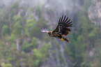 white-tailed sea eagle