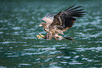 white-tailed sea eagle