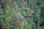 white-tailed sea eagle