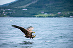 white-tailed sea eagle