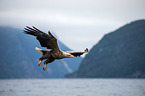 white-tailed sea eagle