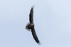 white-tailed sea eagle