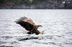 white-tailed sea eagle