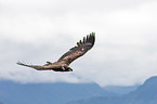 white-tailed sea eagle