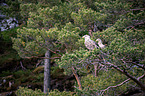 white-tailed sea eagles