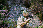 white-tailed sea eagle