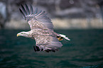 white-tailed sea eagle