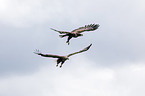 white-tailed sea eagles