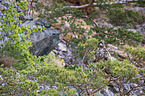 white-tailed sea eagle