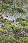 white-tailed sea eagle