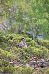 white-tailed sea eagle